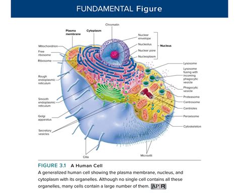 cell functions quizlet